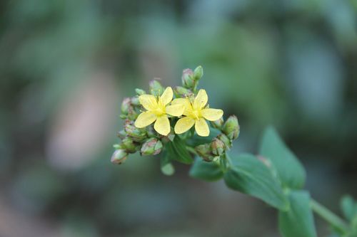 庆元植物1342-藤黄科-金丝桃属-小连翘