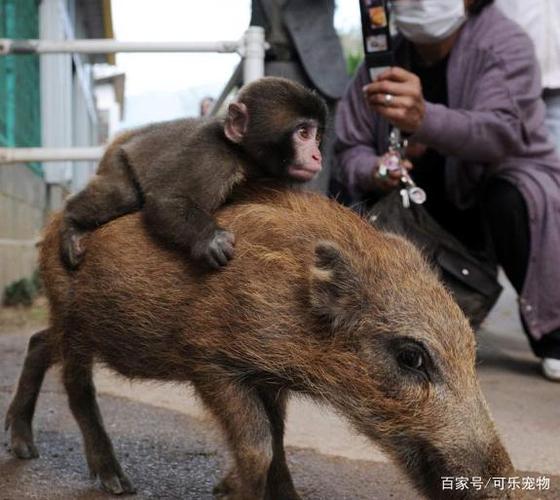 猴子和猪成了好朋友,每天都骑在猪背上,这不是大师兄