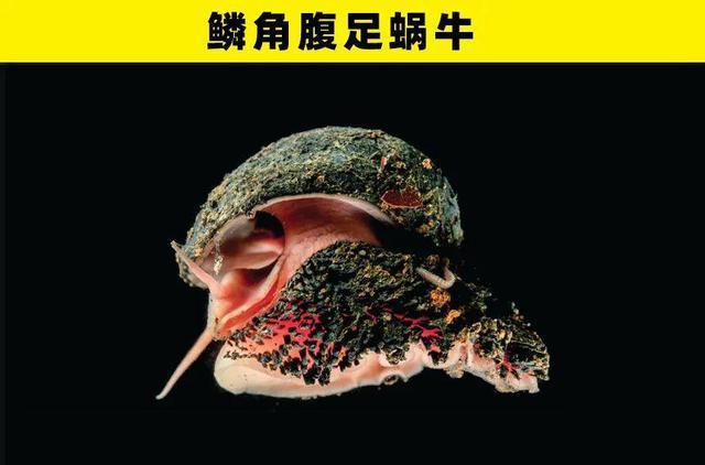 在到刀尖上生存:盘点生活在火山口的6种生物,看看你认识几种