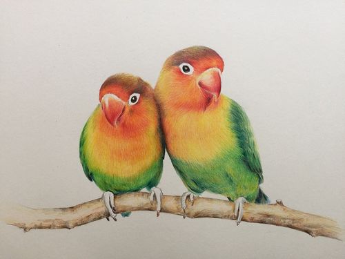 彩铅手绘牡丹鹦鹉