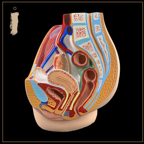 女性器官解剖子宫盆腔生殖模型男女性