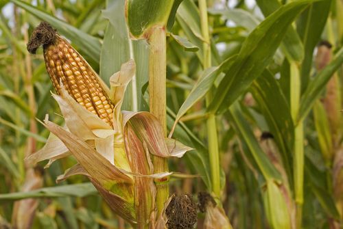 玉米,老玉米