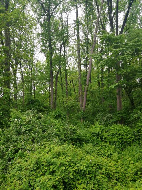 夏天的树林一片翠绿!