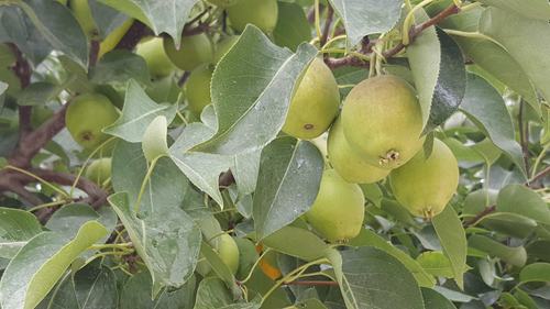 库尔勒香梨 原产地