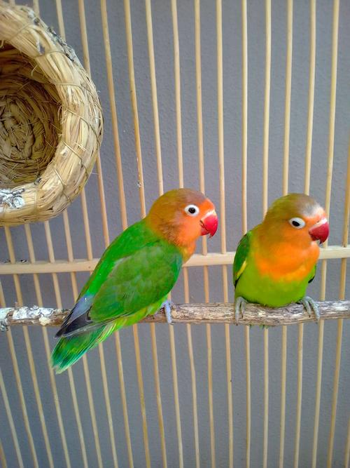 我查了资料:牡丹鹦鹉性情凶猛,以强欺弱,发情雌鸟更为突出,叫声