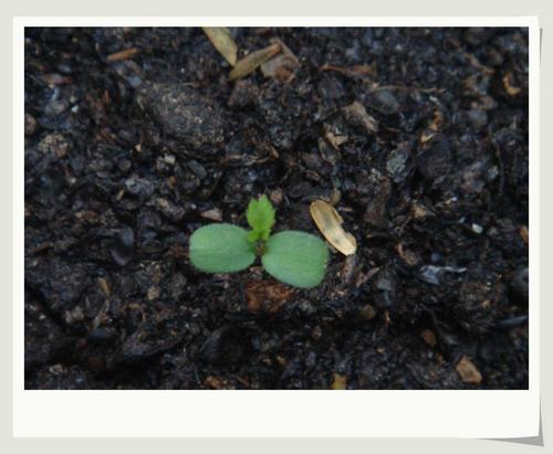 玫瑰花发芽是这样子吗?有图