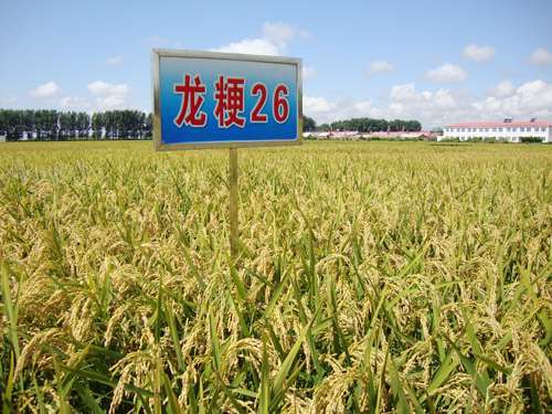 龙粳26(龙育03-1804)