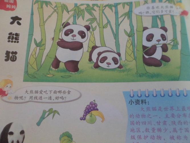 科学活动大熊猫