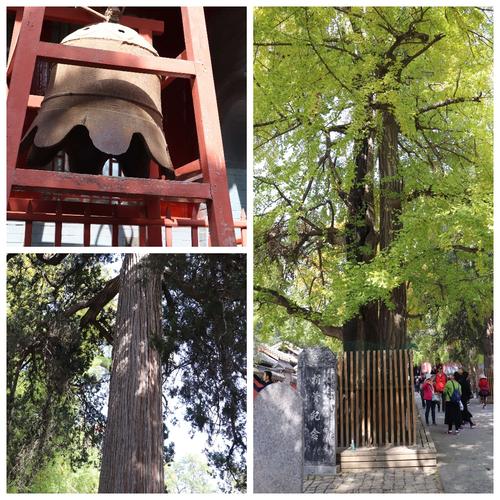 少林寺内原始大钟,八百年夫妻银杏树,(一颗结银杏,一颗从来没结)