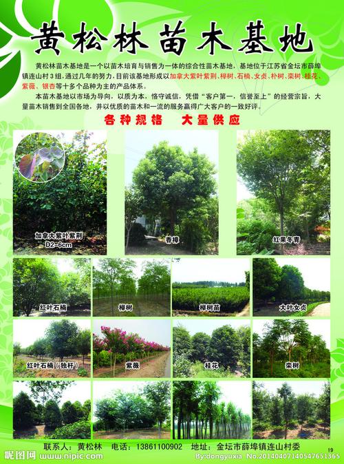 黄松林苗木基地图片
