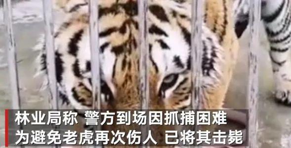 伤人事件频发!外逃的老虎被击毙,然后呢?