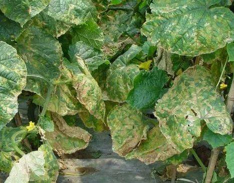 3,使用作物 该药剂可广泛用于黄瓜,番茄,茄子,辣椒,西瓜,西葫芦,葡萄