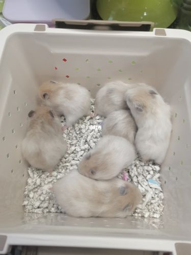 家养长毛金丝熊黑黄波利纹_金丝熊_宠物_宠物其他