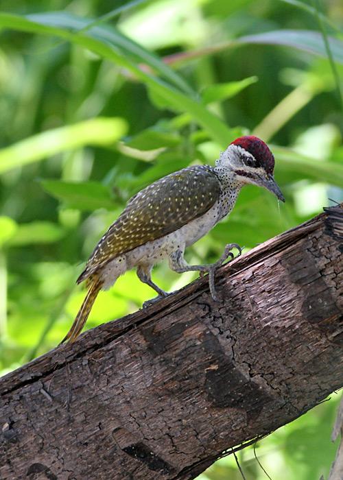 红点啄木鸟