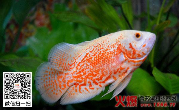 【地图鱼寿命】地图鱼寿命多长