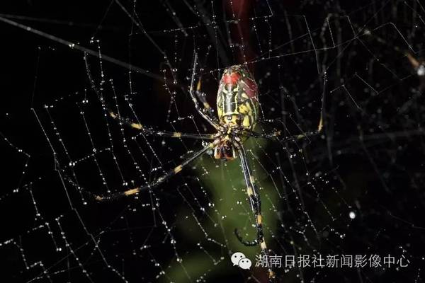 是一种体形较大的蜘蛛背部呈金黄色,有横的条纹,腹部火红色,以螟蛾类