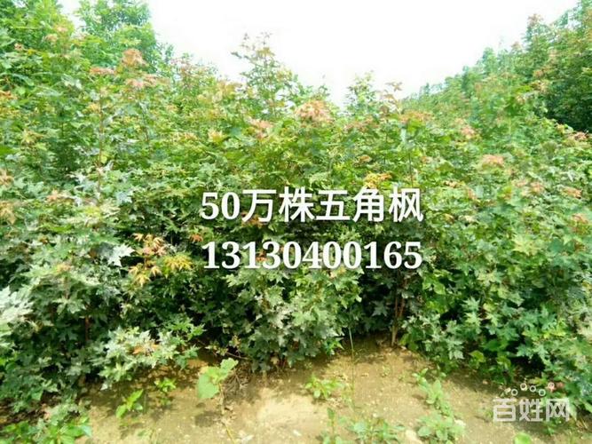 【图】- 苗圃出售苗木-长青类绿化苗木 - 大连瓦房店