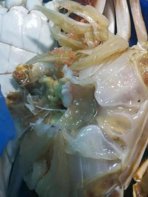 买的梭子蟹体内有红色小虫!