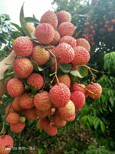 看到这些红红的荔枝真的特别甜.