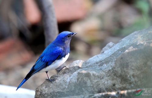 白腹蓝姬鹟 - 广西版 guangxi 鸟网