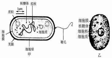 乙两图中属于原核细胞的