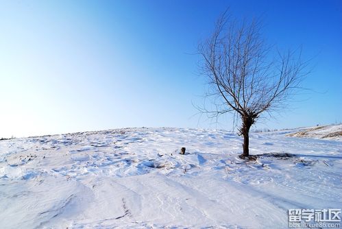雪景作文300字