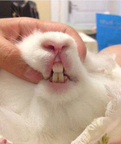 男童被兔子咬,专家告诉你兔子的牙齿有多锋利,为什么会咬人?