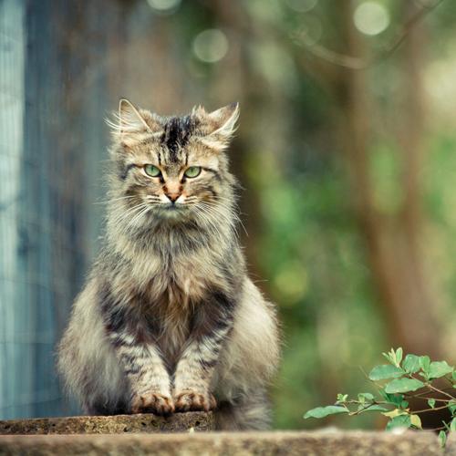 wild cat wallpaper for ipad air