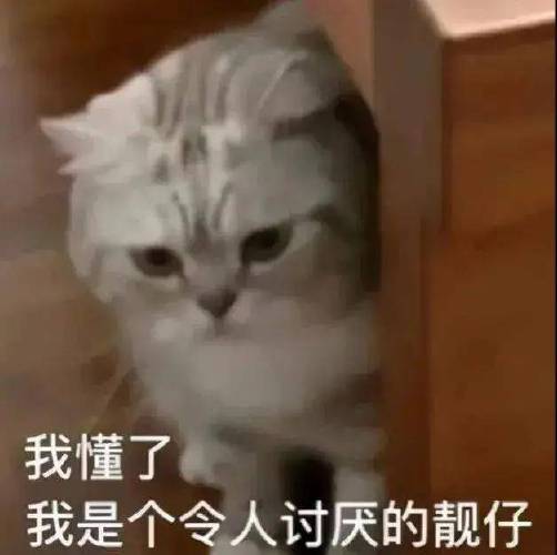 可爱猫咪表情包我就是个令人讨厌的靓仔
