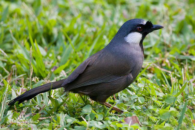 珊瑚鸟怎么养.怎么管理?怎么区分公母