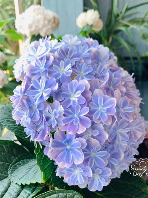 绣球 万华镜_家居家装_家居装饰