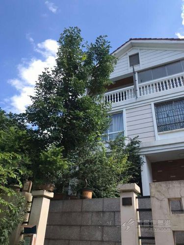 丽都花园精装排屋350平方双车库315万