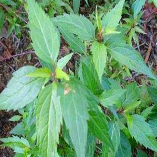 泽兰中药材现货批发 泽兰叶 散装道地 大货供应 量大从优