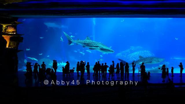 全球最大的海洋主题公园:珠海长隆海洋王国