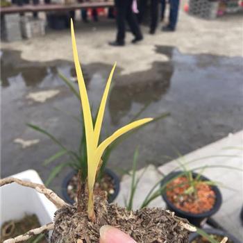 蕙兰下山龙根金色黄草