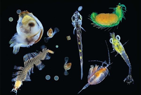 什么是浮游生物_浮游生物吃什么_海洋浮游生物