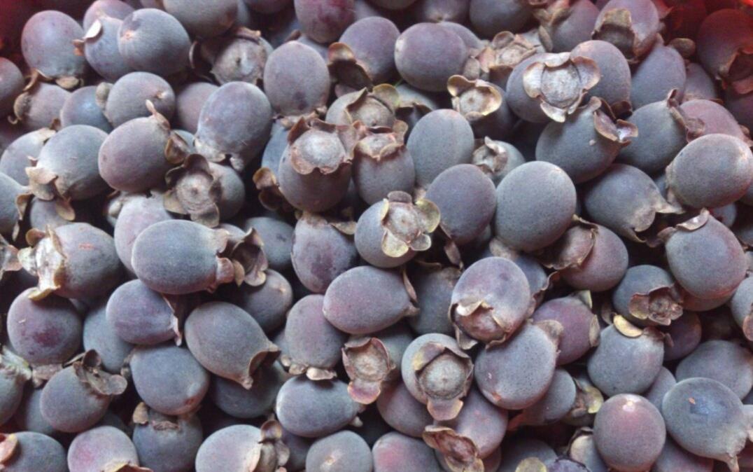 2,稔子有补血安胎,滋补肝肾等功效,是浸酒用药的佳选,男的喝了稔子