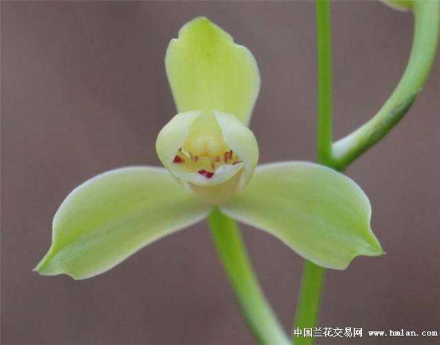 龙岩下山建兰水仙梅瓣新品·带2芽