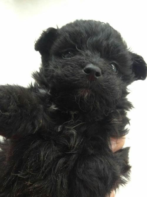 出售黑色泰迪宝宝