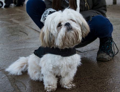 拉萨犬价格_图片_纯种拉萨犬幼犬多少钱一只_拉萨犬好