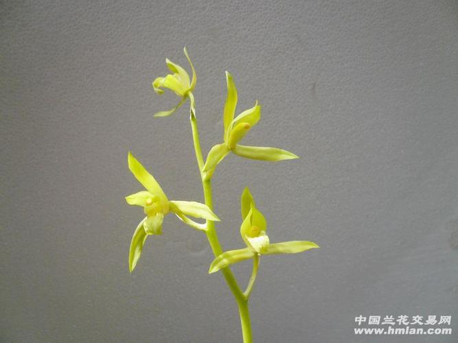 蕙兰--【黄花素】