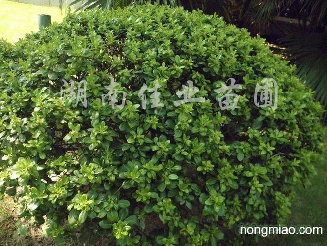 供应含笑球罗汉松球海桐球龙柏球