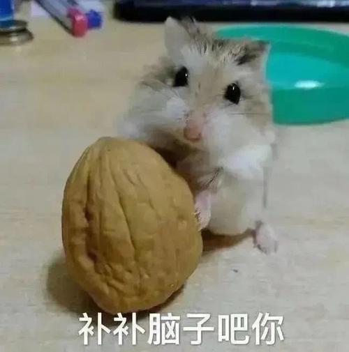 表情包:你长脑袋只是为了让自己看起来高点吗?