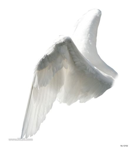 白色天使翅膀png免扣素材
