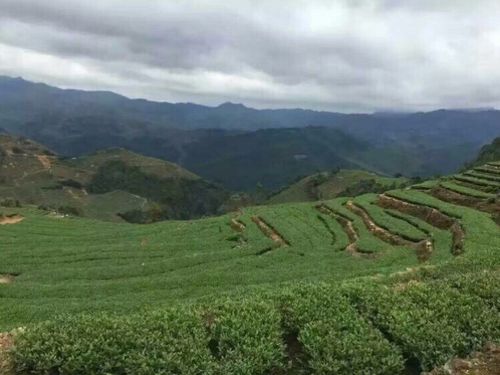 茶山成梯田分布,远处看着是个山,其实都是茶树