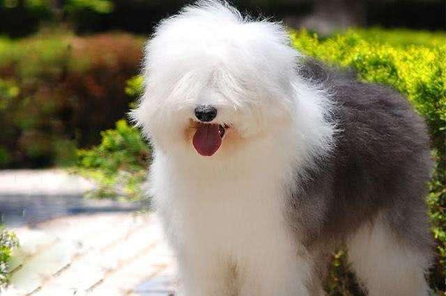 英国10大名犬斗牛犬和史宾格犬领衔你喜欢它们吗