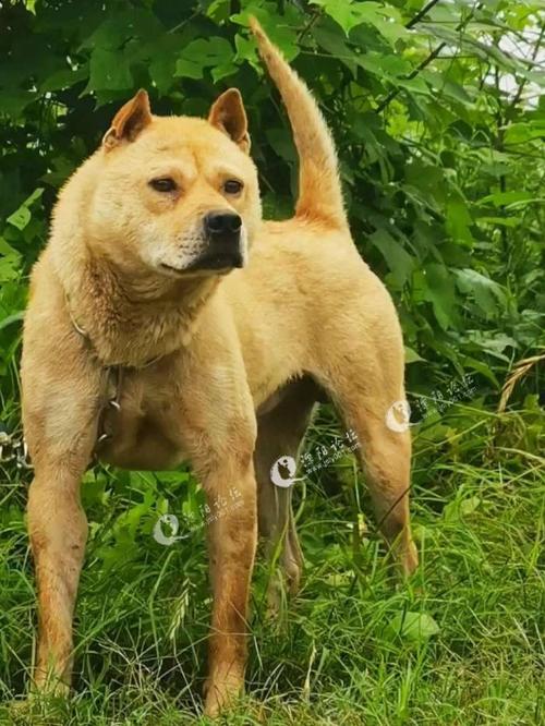 中华田园犬!