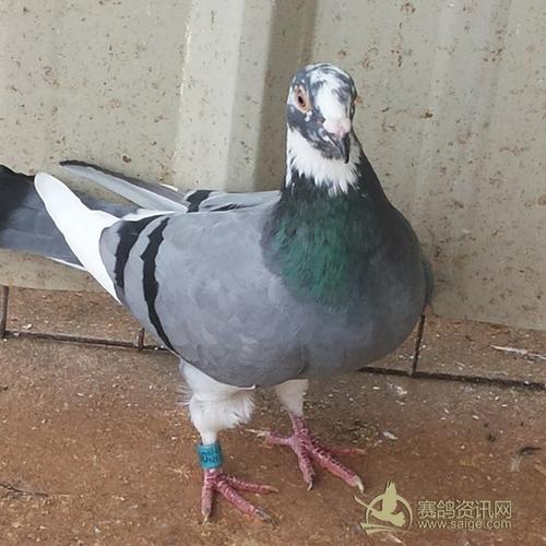 花头白条雄鸽是好鸽,好花头白条信鸽的特点,花头