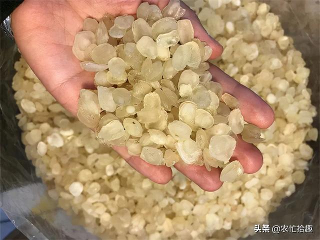 以前农村常见被用来洗头发如今改称雪莲子一斤卖3百元