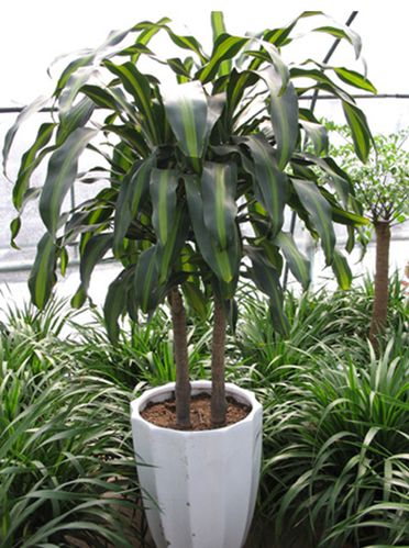 巴西铁,别名:香龙血树,巴西铁树,巴西千年木,金边香龙血树,为龙舌兰科